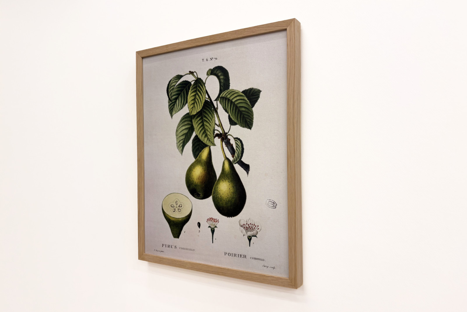 Poirier - dans "Nouveau Duhamel du Monceau ou traité des arbres et arbustes que l'on cultive en France", figures d'après les dessins de P.J. Redouté et P. Bessa, Paris - Pierre Joseph (after) Redoute