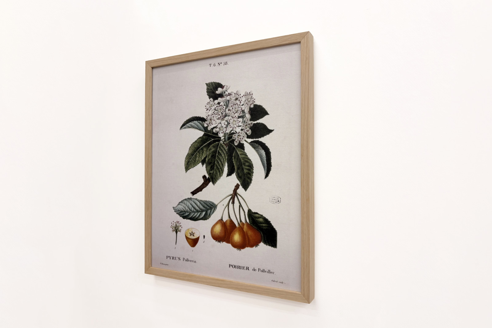 Poirier de Pollviller - dans Nouveau Duhamel du Monceau ou traité des arbres et arbustes que l'on cultive en France, figures d'après les dessins de P.J. Redouté et P. Bessa, Paris - Pierre Joseph (after) Redoute