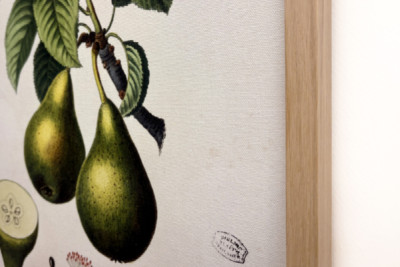 Poirier - dans "Nouveau Duhamel du Monceau ou traité des arbres et arbustes que l'on cultive en France", figures d'après les dessins de P.J. Redouté et P. Bessa, Paris