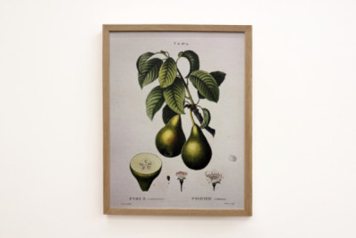 Poirier - dans "Nouveau Duhamel du Monceau ou traité des arbres et arbustes que l'on cultive en France", figures d'après les dessins de P.J. Redouté et P. Bessa, Paris