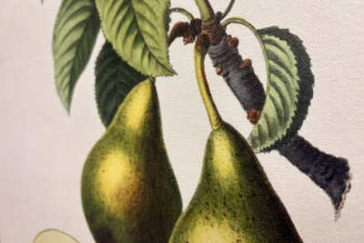 Poirier - dans "Nouveau Duhamel du Monceau ou traité des arbres et arbustes que l'on cultive en France", figures d'après les dessins de P.J. Redouté et P. Bessa, Paris