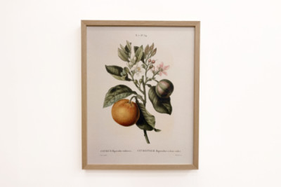 Oranger amer (Citrus aurantium) avec fruit violet par Pierre Joseph Redouté