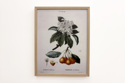Poirier de Pollviller - dans Nouveau Duhamel du Monceau ou traité des arbres et arbustes que l'on cultive en France, figures d'après les dessins de P.J. Redouté et P. Bessa, Paris - Pierre Joseph (after) Redoute