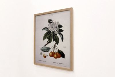 Poirier de Pollviller - dans Nouveau Duhamel du Monceau ou traité des arbres et arbustes que l'on cultive en France, figures d'après les dessins de P.J. Redouté et P. Bessa, Paris - Pierre Joseph (after) Redoute