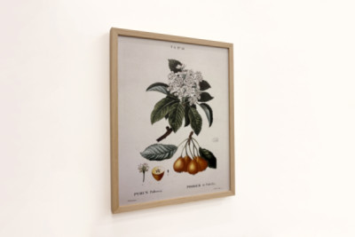 Poirier de Pollviller - dans Nouveau Duhamel du Monceau ou traité des arbres et arbustes que l'on cultive en France, figures d'après les dessins de P.J. Redouté et P. Bessa, Paris - Pierre Joseph (after) Redoute