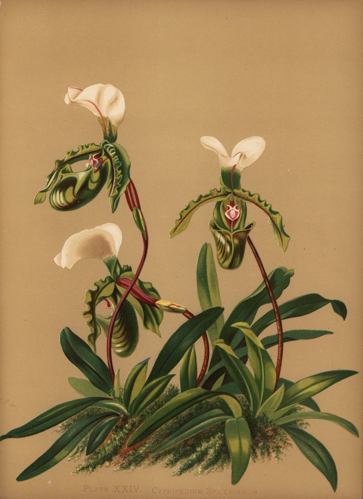 Orchidée Paphiopedilum spicerianum (Cypripedium spicerianum) - Unknown