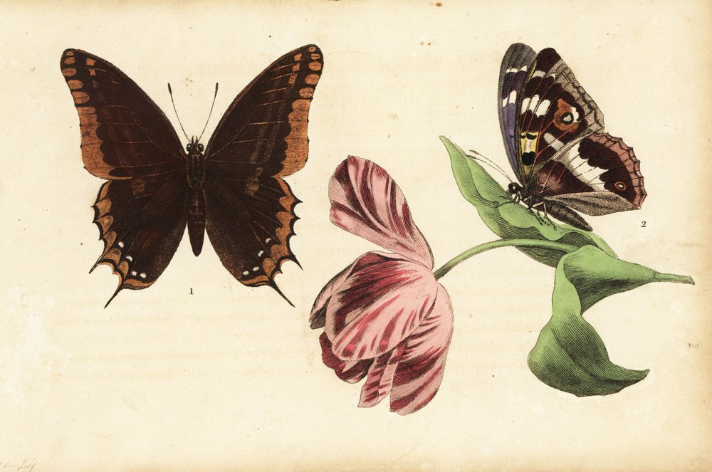 Pacha à deux queues, Charaxes jasius 1, et Grand mars changeant, Apatura iris 2, et tulipe - Unknown