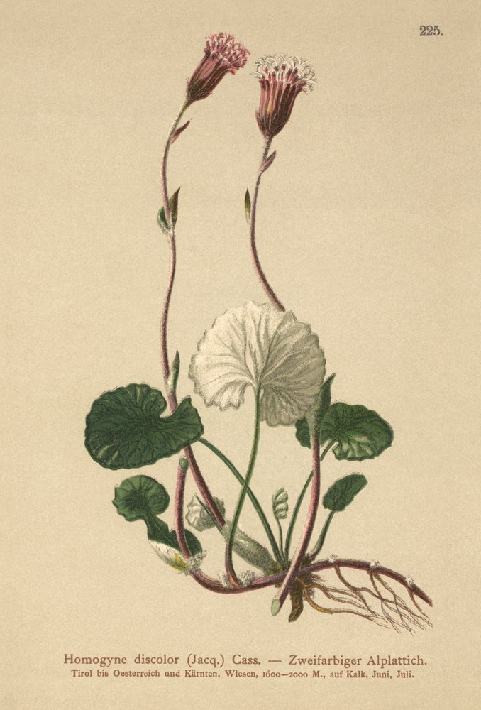 Tussilage décoloré (Homogyne discolor) - German School