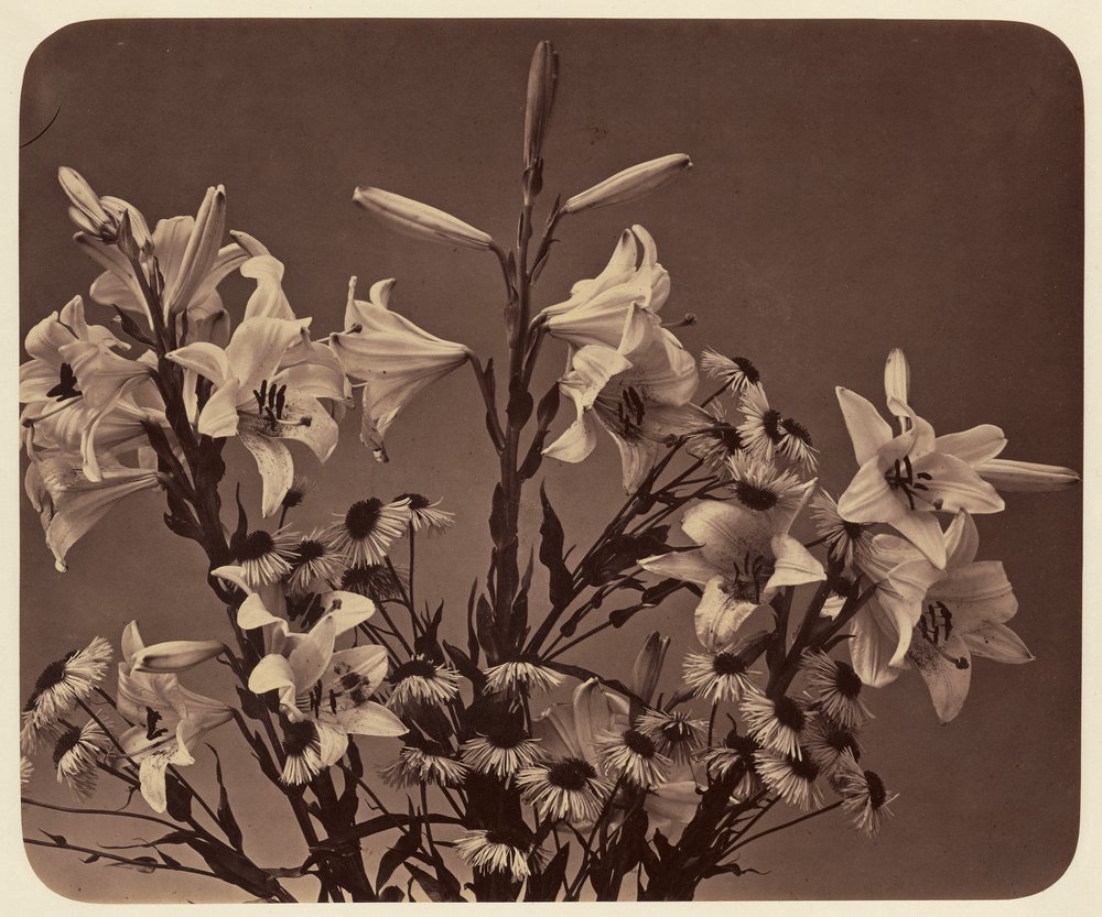 [Fleurs] - Adolphe Braun