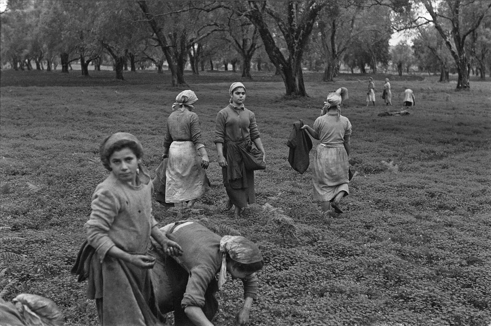 EMPLOI FÉMININ : COLLECTE DES OLIVES EN CALABRE - Ando Gilardi