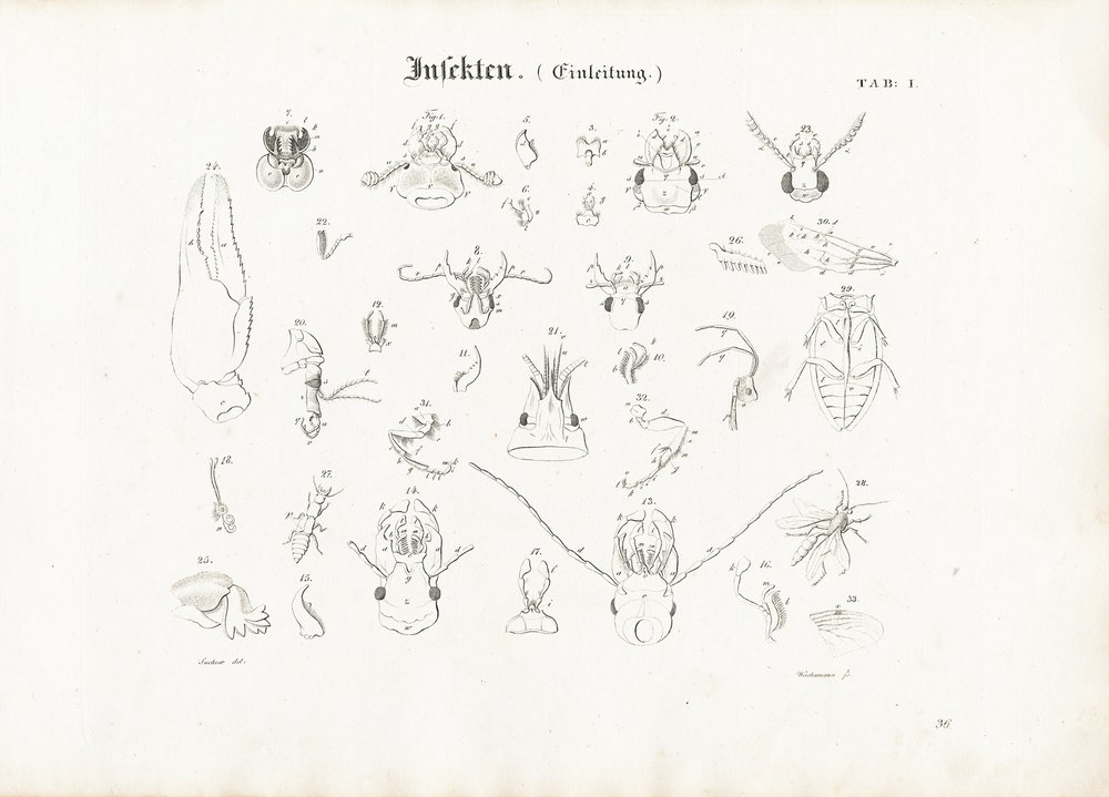 Anatomie des insectes | Anton Wachsmann | Estampe d'art