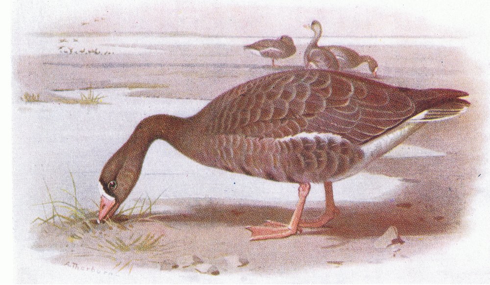 Oie à front blanc - Archibald Thorburn