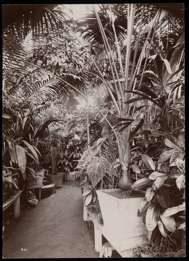 Plantes dans une serre au domaine de Helen Gould (ancienne résidence de Jay Gould) à Tarrytown, New York, 1894 - Byron Company