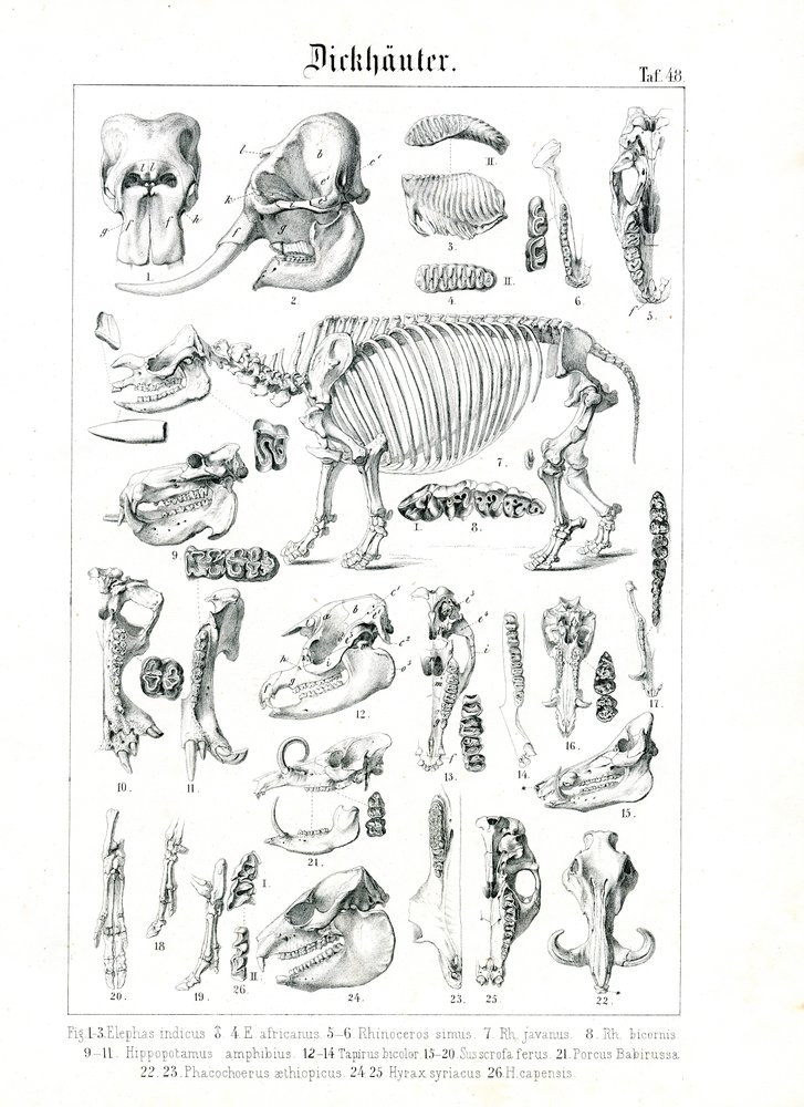 Illustration anatomique des pachydermes - C. Roth