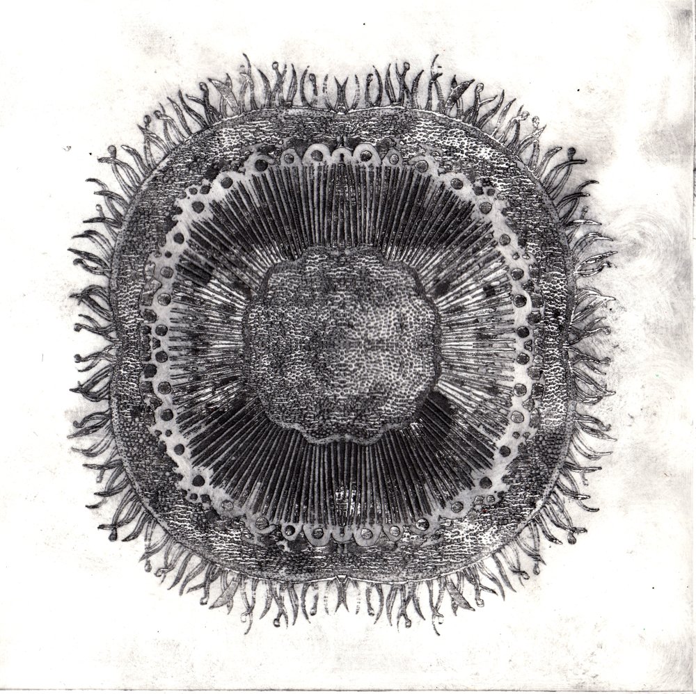 Cellules végétales, 2019 - Charlotte Orr