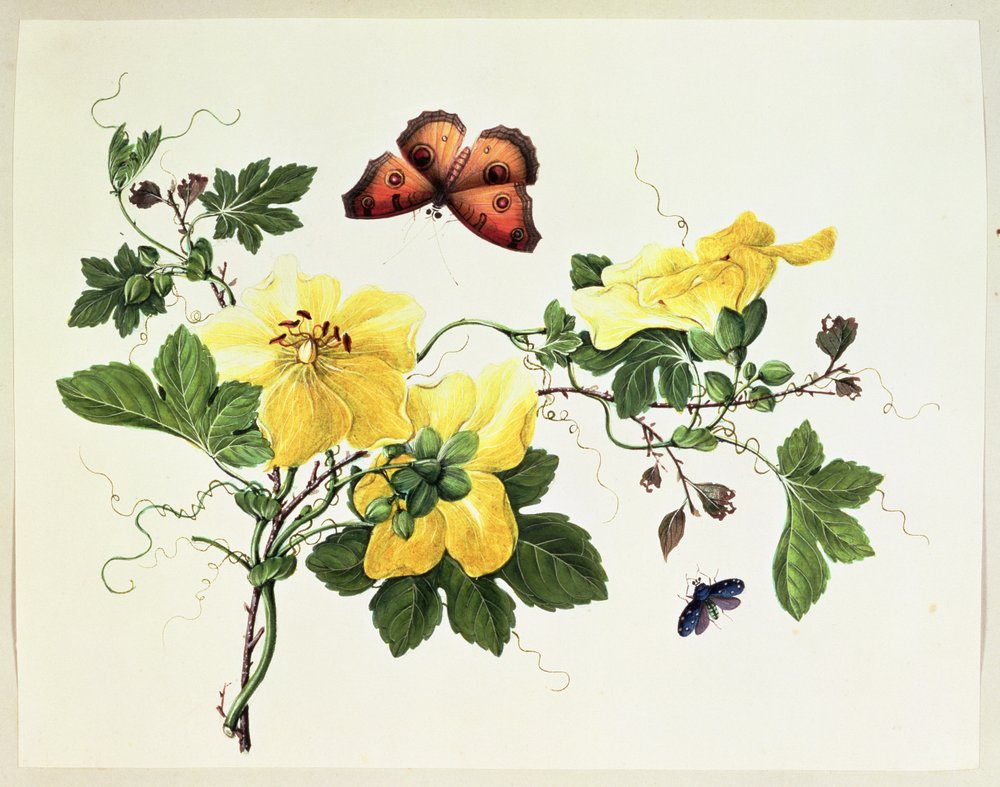 Étude de fleurs et papillon - Chinese School