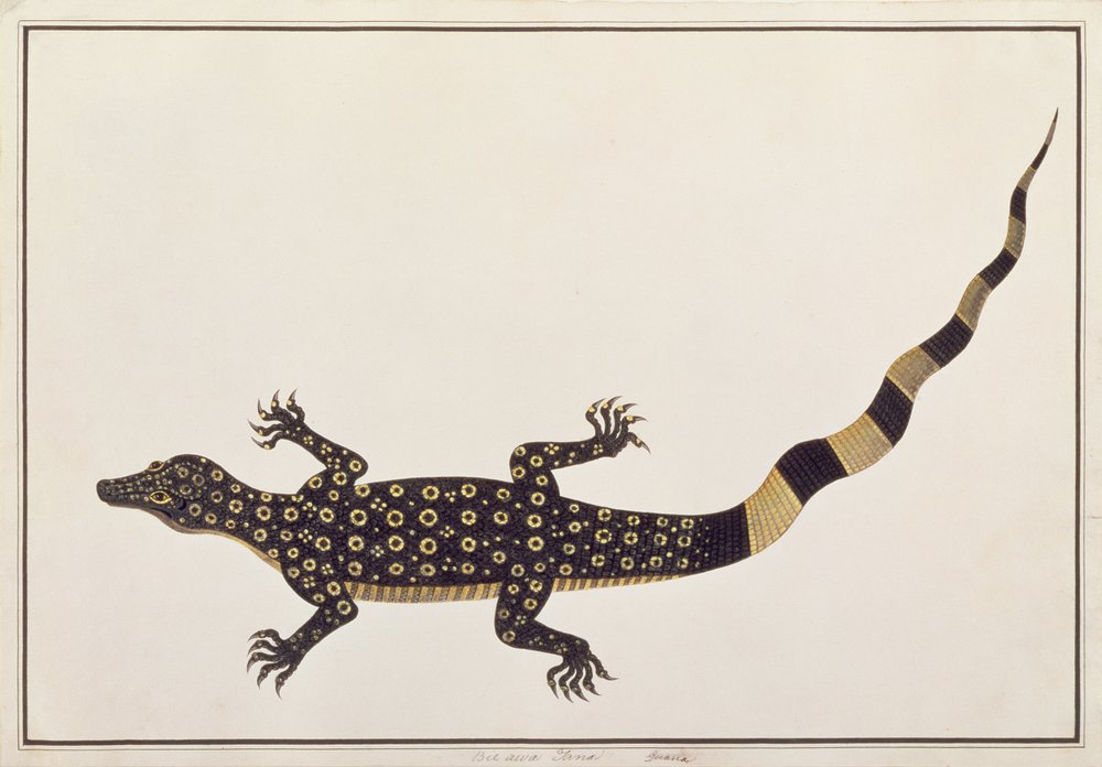 Guana, Bie awa Tana, de Dessins d