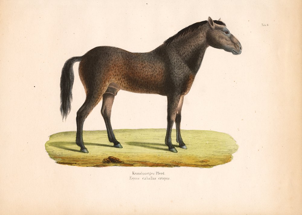 Cheval à poil frisé - Conrad Kull