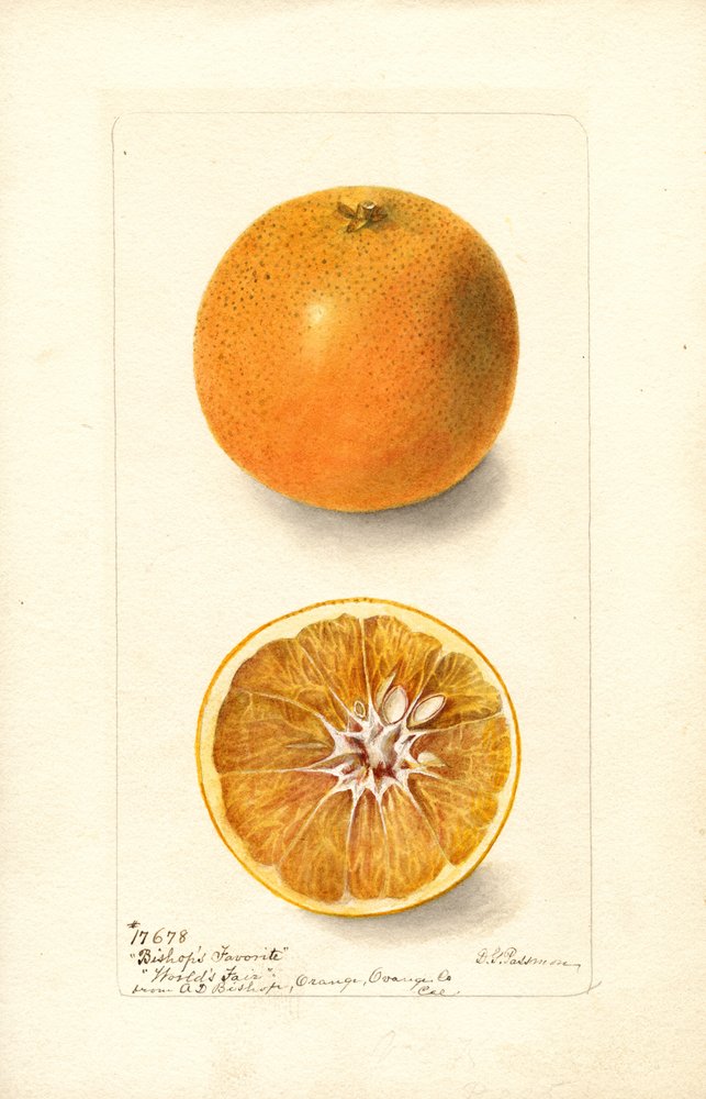 Oranges (Citrus sinensis : Bishops Favorite) (aquarelle) - Deborah Griscom Passmore
