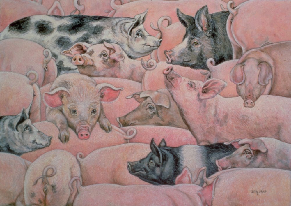 Cochon-Étalé - Ditz