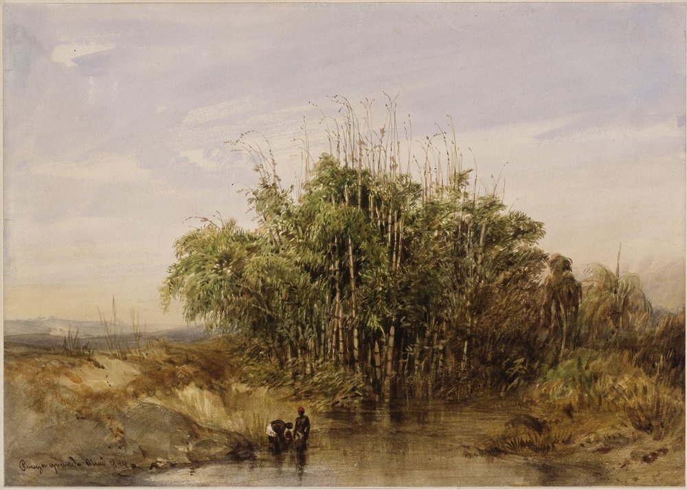 Des buissons de bambou au bord de l