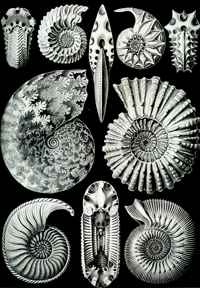 Illustration de Ammonitida de "Kunstformen der Natur" 1904 - Ernst (after) Haeckel