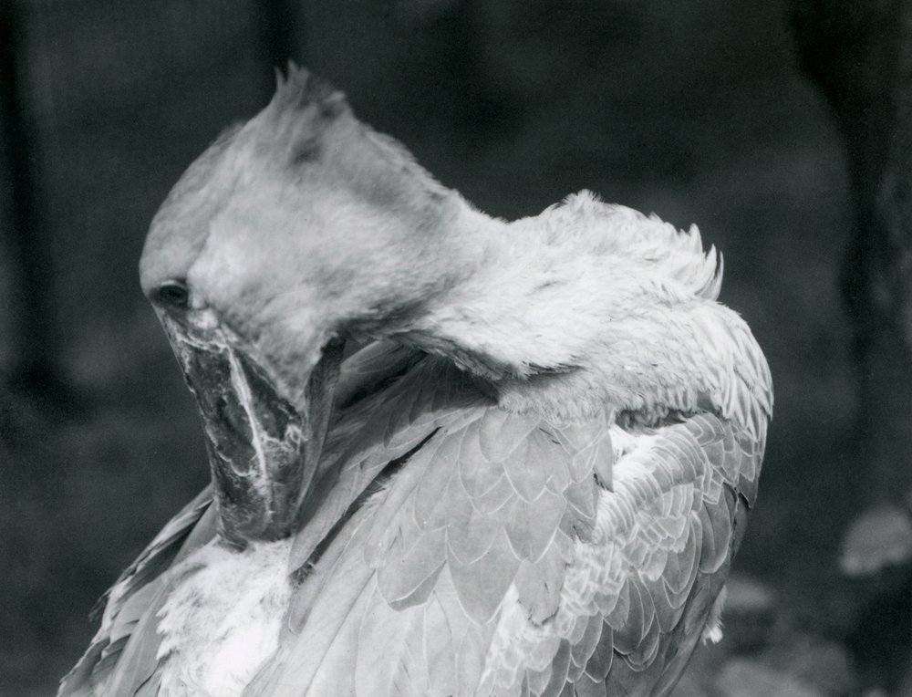 Un bec-en-sabot lissant ses plumes au zoo de Londres en 1926 - Frederick William Bond