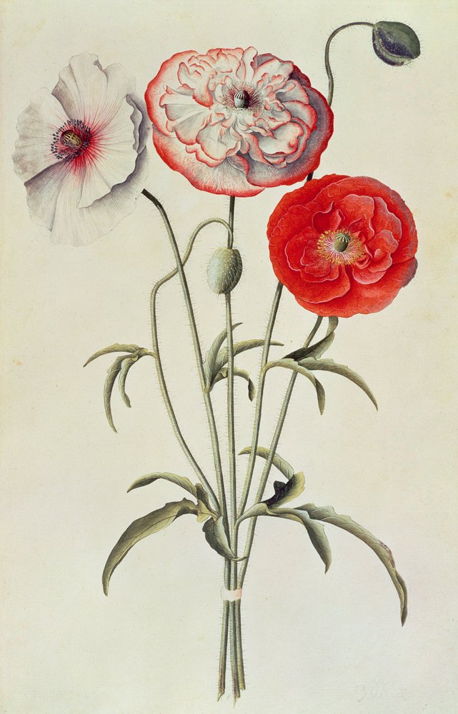 Coquelicots : Blé (Papaver Rhoeas) - Georg Dionysius Ehret