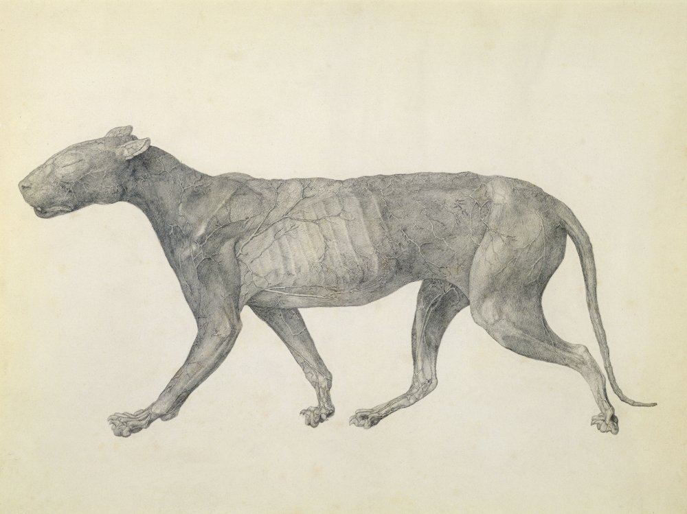 Tigre : Vue latérale, avec peau et tissu enlevés, de la série 