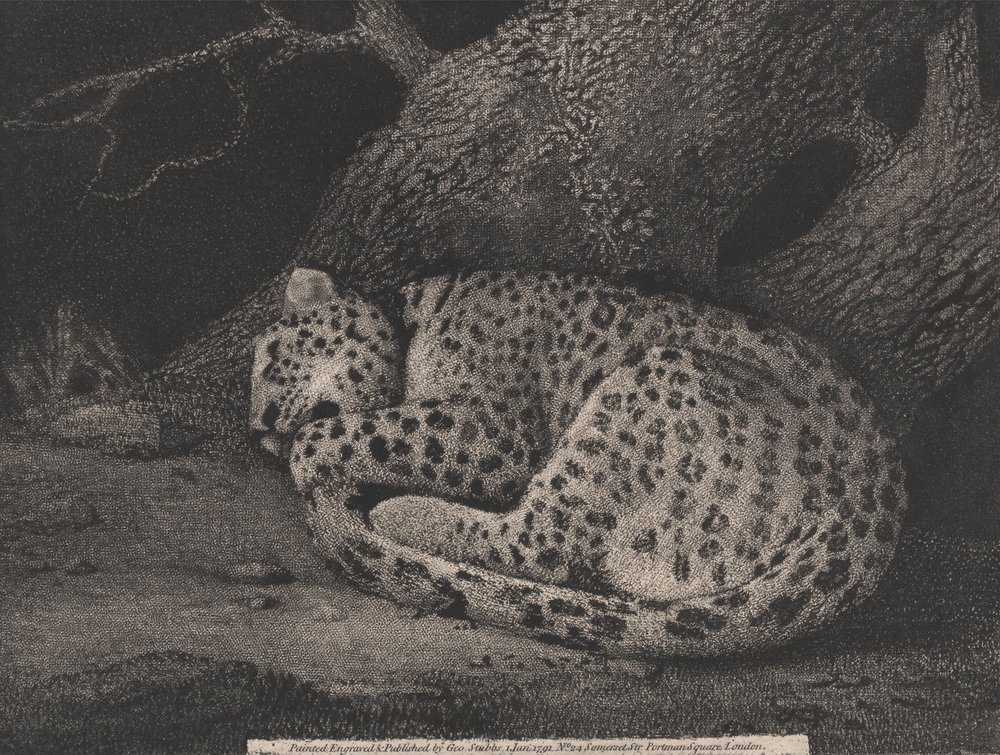 Un léopard endormi - George Stubbs