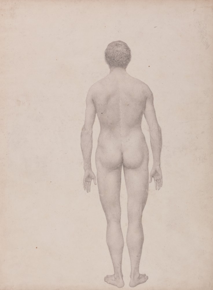 Étude de la Figure Humaine, Vue Postérieure, Non Disséquée, Étude Finie pour la Table VII, d