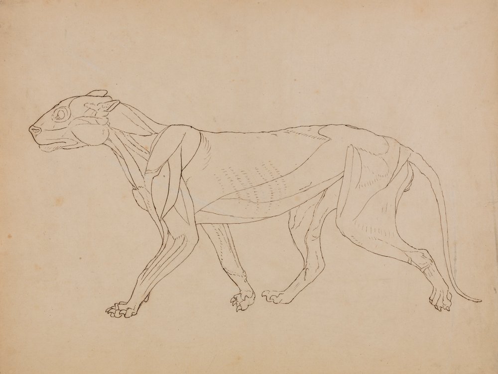 Corps de tigre, vue latérale (probablement réalisé comme base pour une figure clé) - George Stubbs