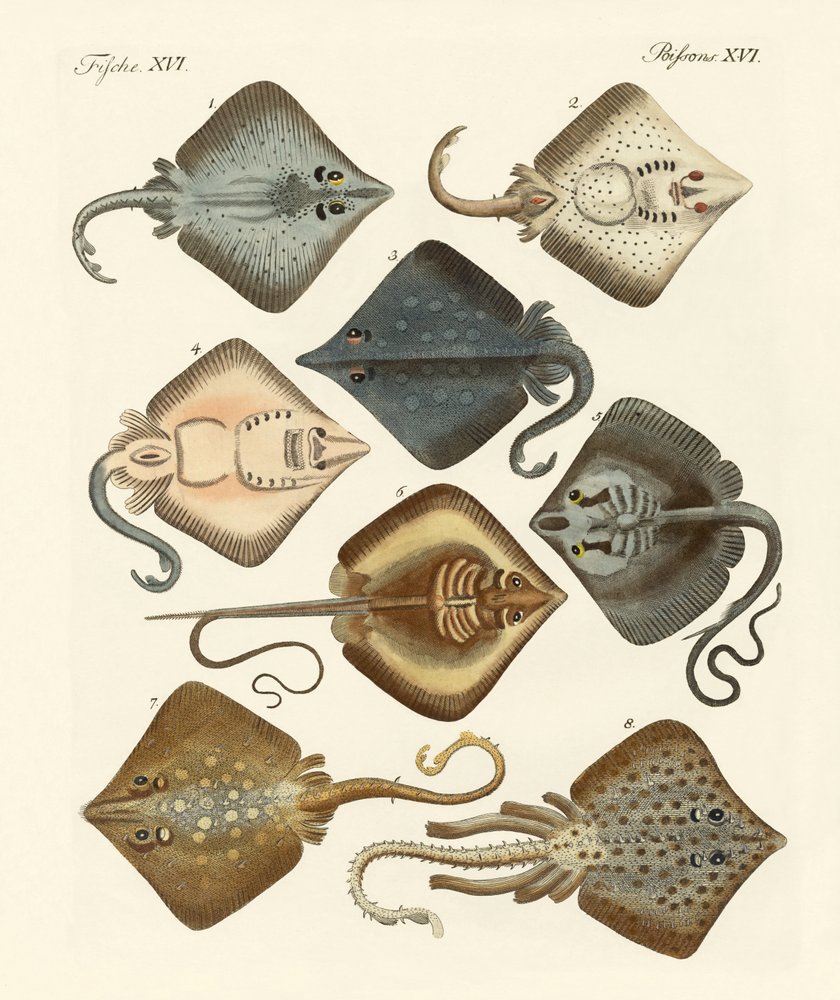 Différents types de raies | German School | Estampe d'art