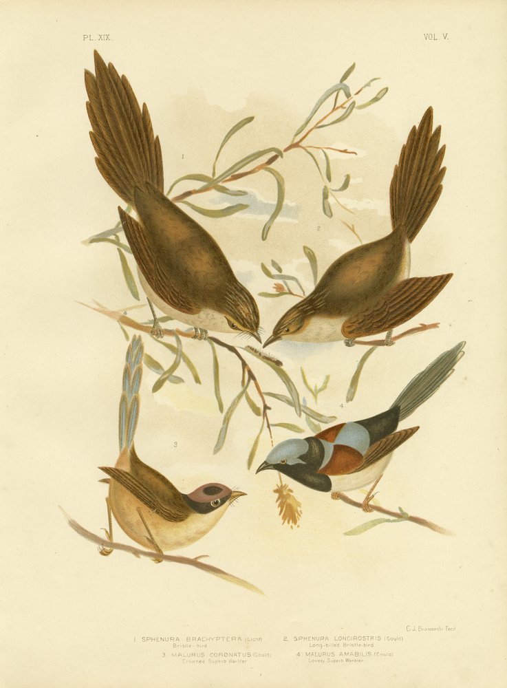 Oiseau à soies, 1891 - Gracius Broinowski