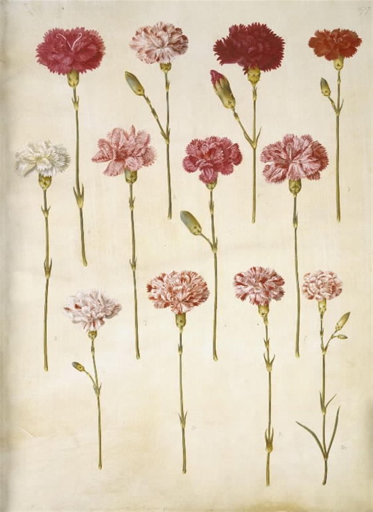 Dianthus caryophyllus (œillet) - Hans Simon Holtzbecker