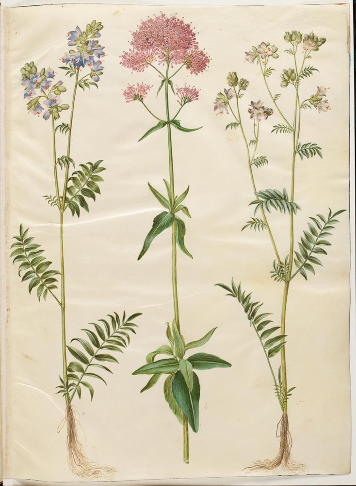 Polemonium caeruleum (échelle de Jacob); Centranthus ruber (valériane rouge) - Hans Simon Holtzbecker