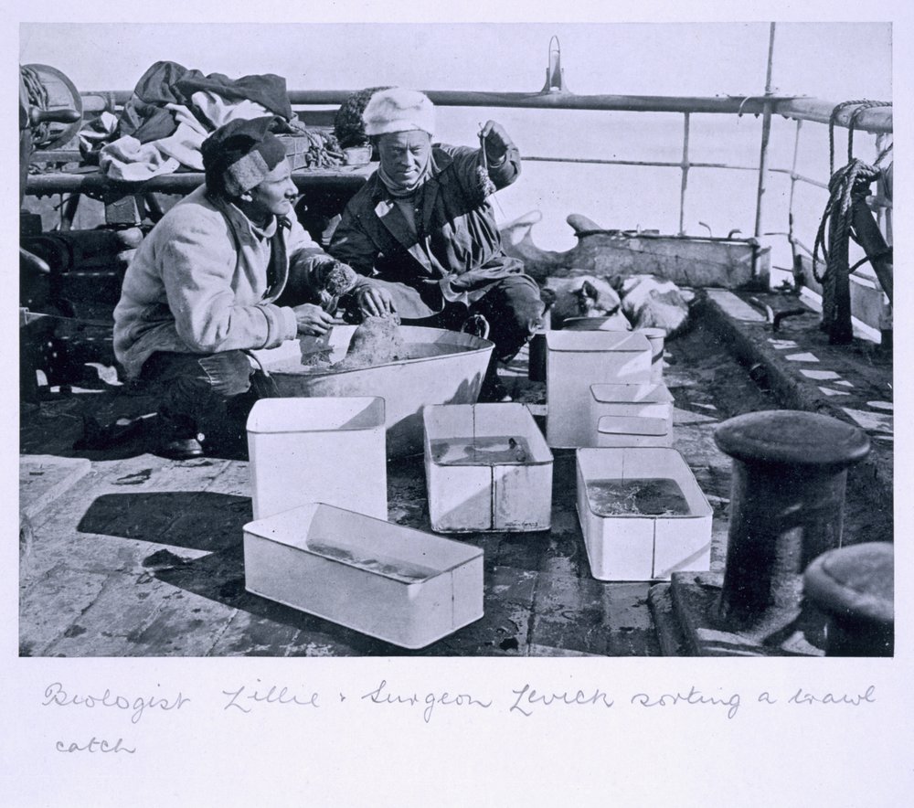 Le Biologiste Lillie et le Chirurgien Levick triant une prise de chalut à bord du 