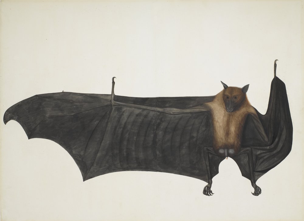Roussette indienne, également connue sous le nom de grande chauve-souris frugivore indienne, Pteropus giganteus, vers 1800 - Indian School