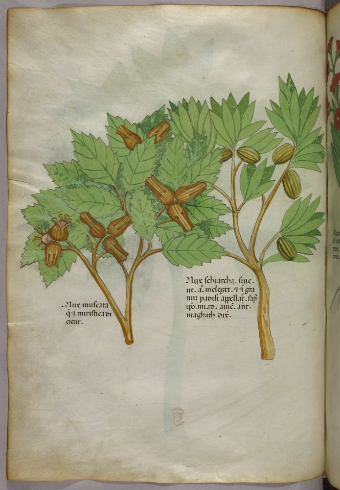 Illustration botanique, vers 1440 (encre et couleur sur vélin) - Italian School