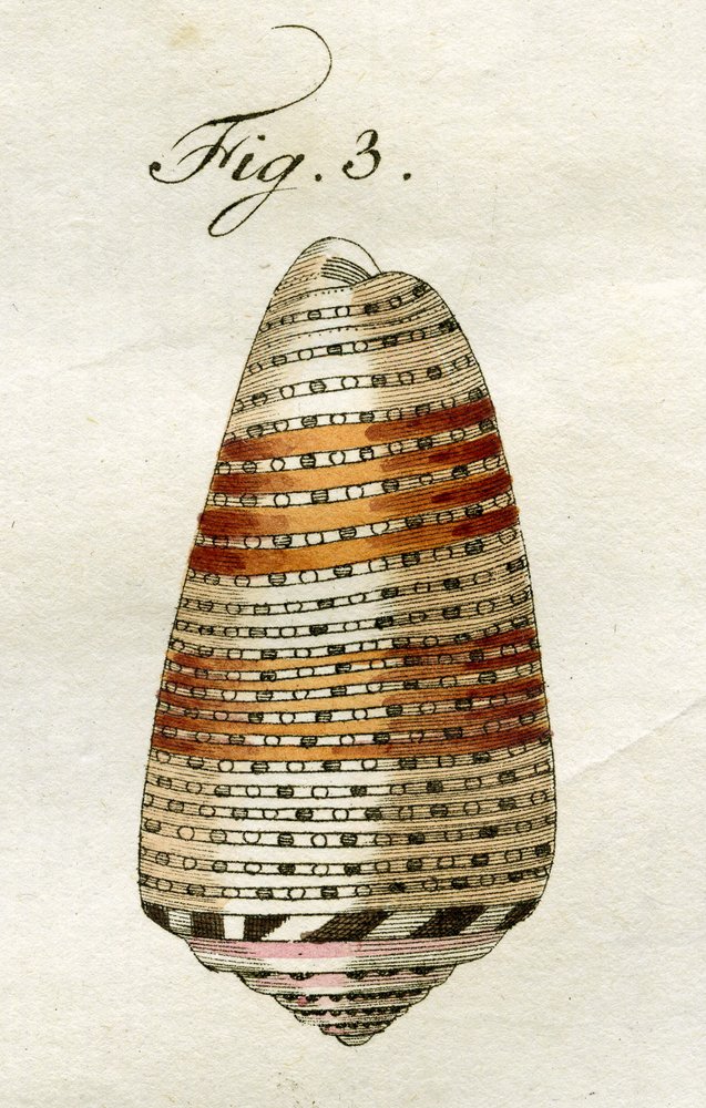Illustration de Conus Ammiralis (sous-espèce Arausiacus) - Jacob Xavier Schmuzer