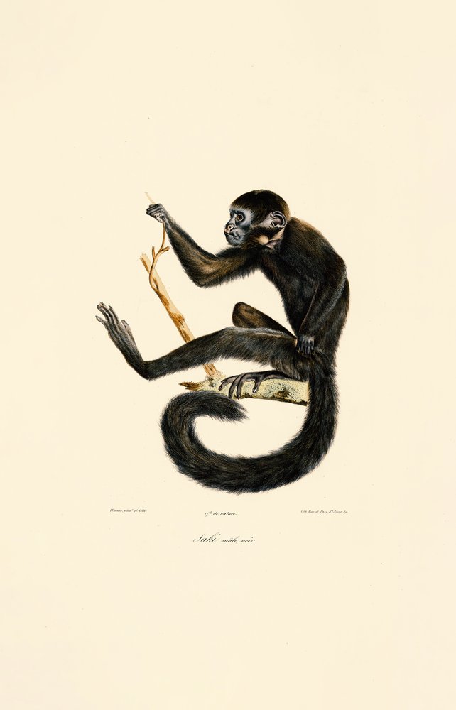 Atèle noir (mâle) - Jacques Christophe Werner
