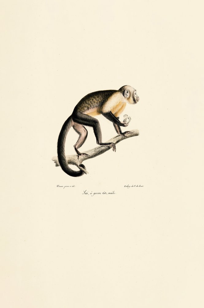 Singe écureuil commun mâle - Jacques Christophe Werner