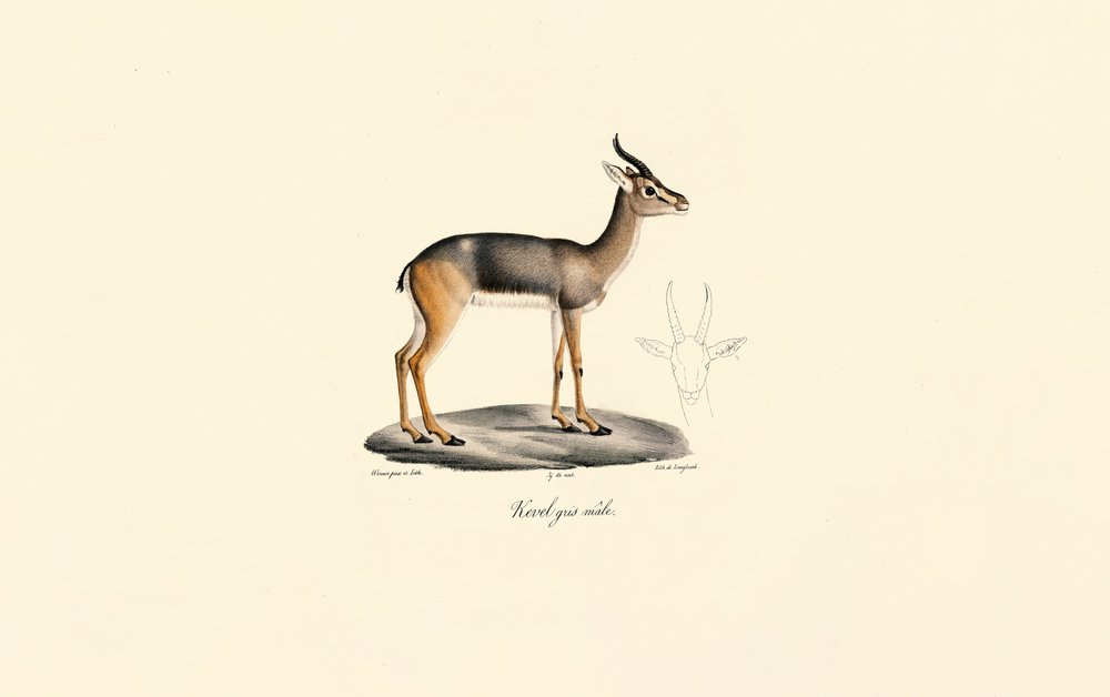Fuligule milouin (Antilope de Révebi, mâle) - Jacques Christophe Werner