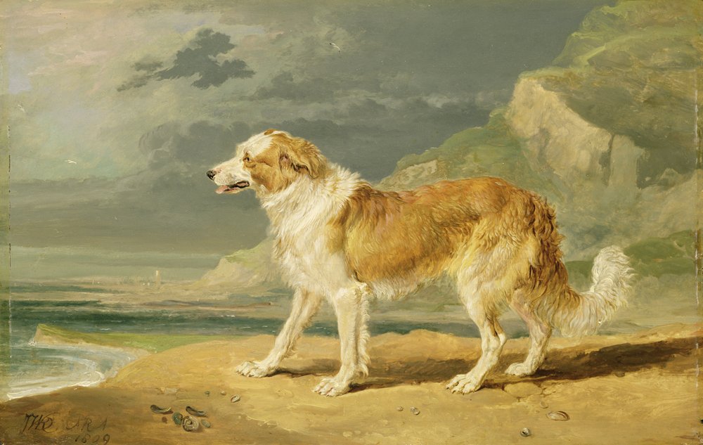 Colley à poil long, 1809 - James Ward