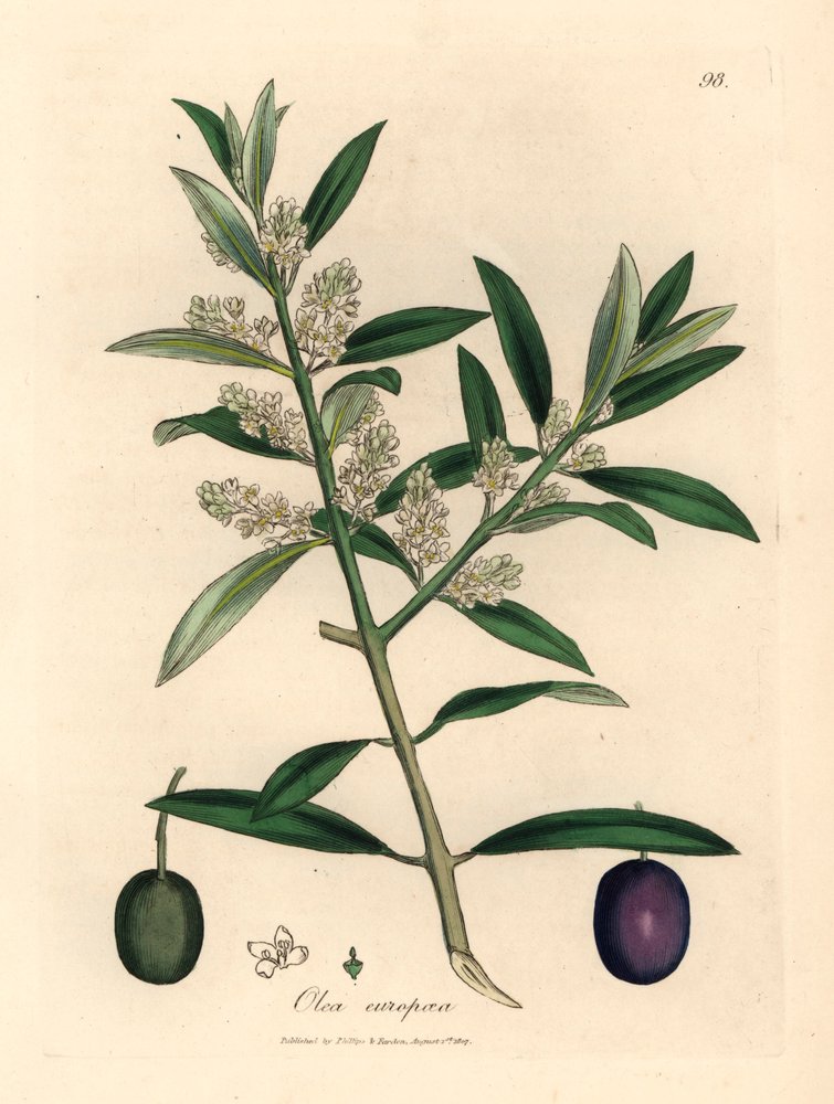 Olivier européen à fleurs blanches avec fruits, Olea europaea, d
