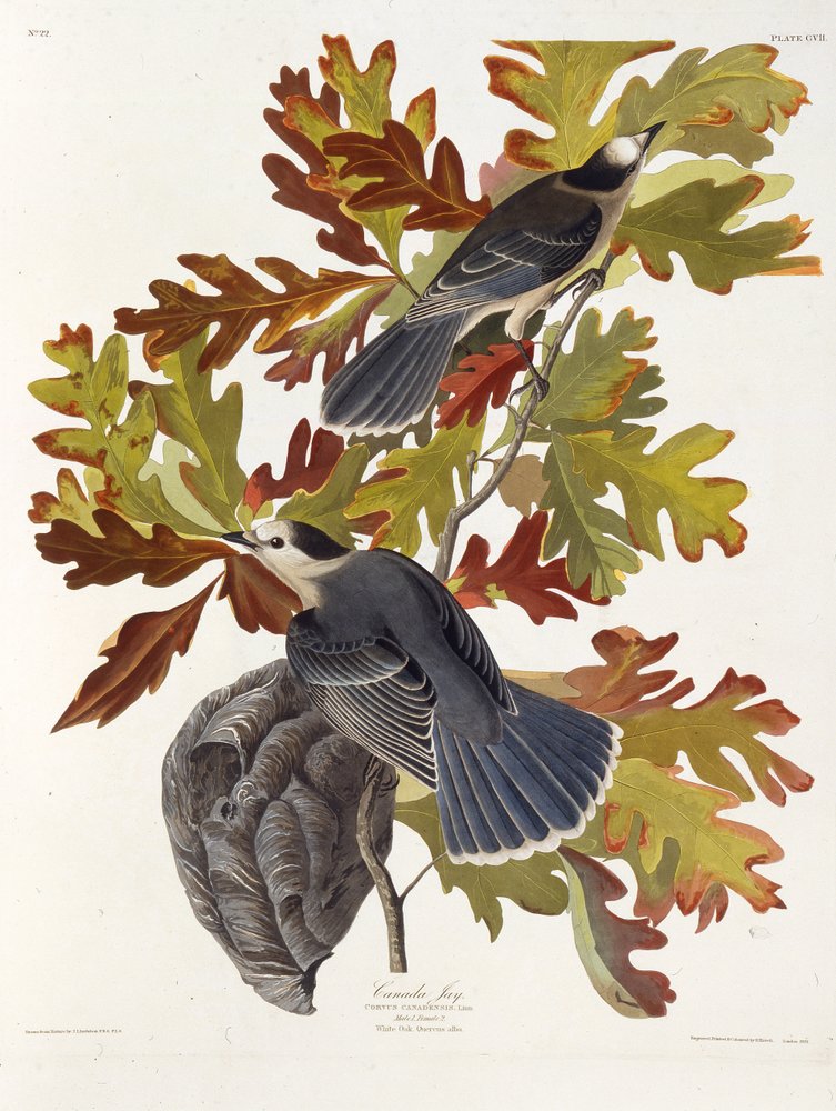 Le geai gris. De Les Oiseaux d'Amérique, 1827-1838 - John James Audubon