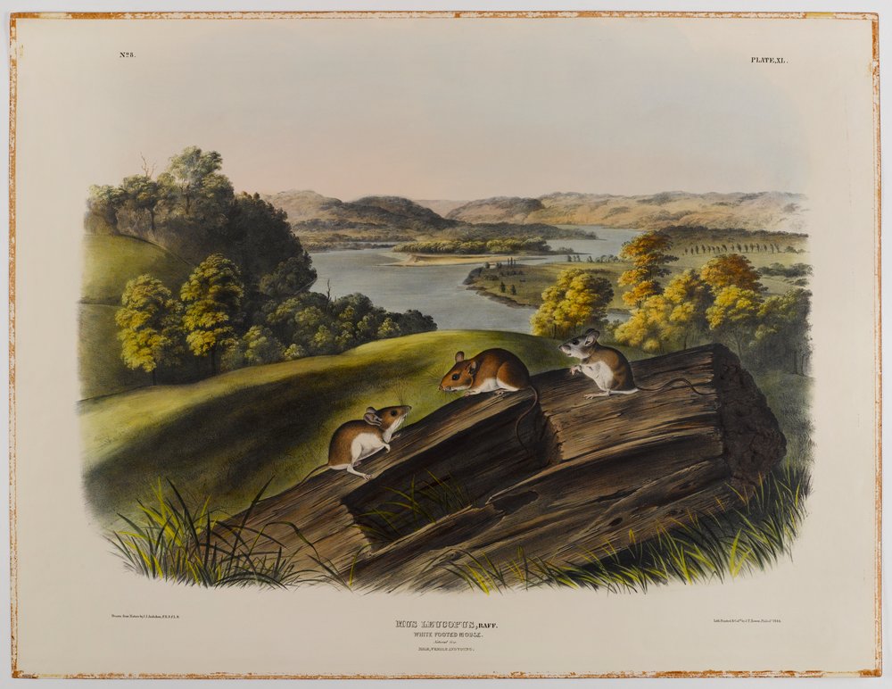 Souris à pieds blancs - John James Audubon
