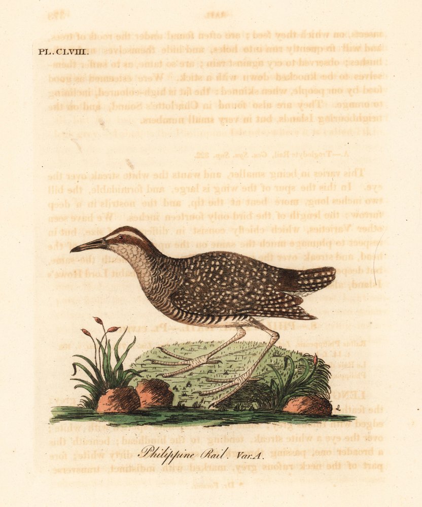 Râle tiklin, Gallirallus philippensis. Gravure à la main par John ...