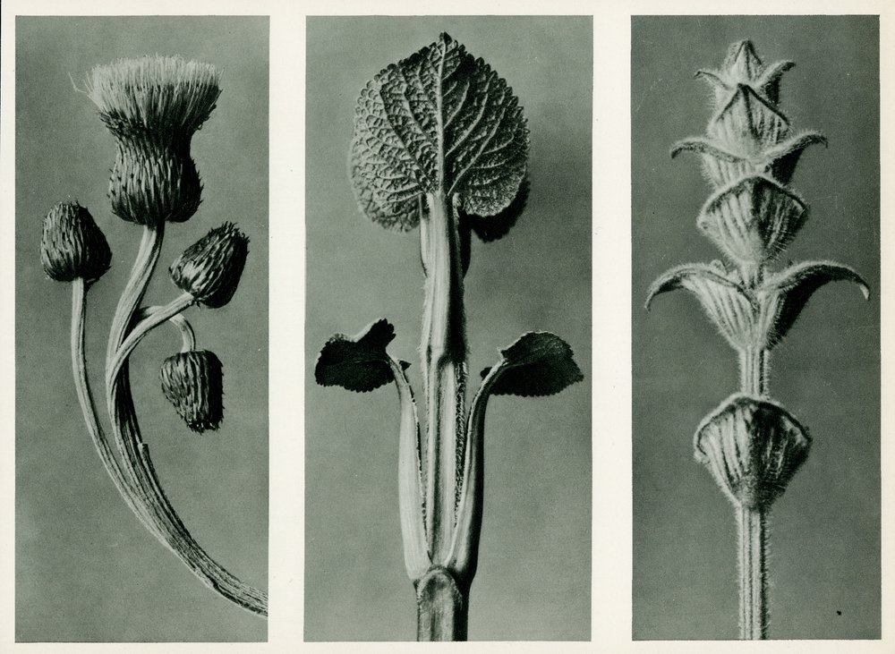 Étude de trois espèces de plantes. 1929 - Karl Blossfeldt