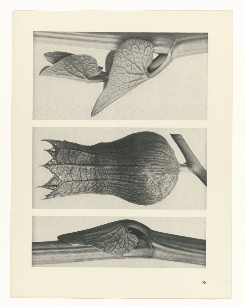 Étude de plante (Urformen der Kunst) - Karl Blossfeldt